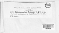 Cercoseptoria crataegi image